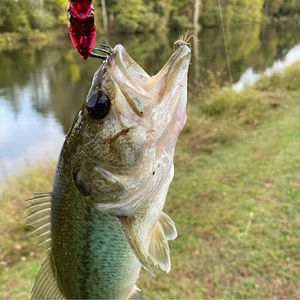 Meet your Posher, Jake